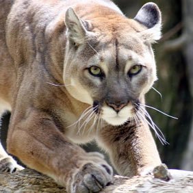 PSULion98's profile picture. 