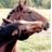 Woodbine Racing Twitter