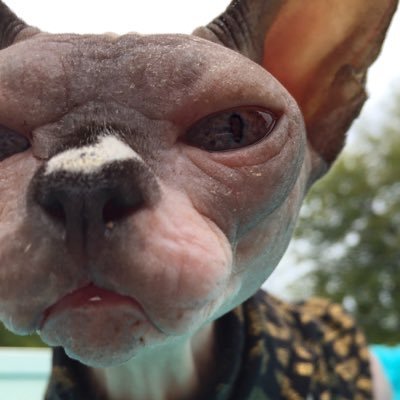 ShaiSphynx's profile picture. We are Shaisphynx & Cairosphynx! Registered, lesbian sphynx breeders in Winnipeg. Our kittens can be shipped to Can & US. Cairo is our famous teacup