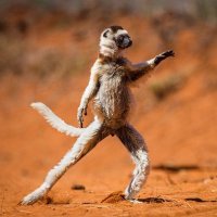 Carlinist Downunder (@allocutus) 's Twitter Profile