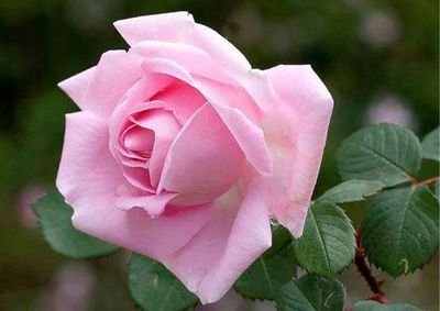 mstfzv15's profile picture. İnsan, önce insan olmalı