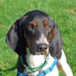 howie.coonhound@gmail.com