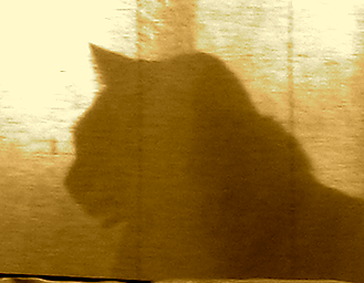 Pantherthecat's profile picture. The God of Entropy is a Cat. I am the God of that God. Oh, and I like tuna and long walks on the beach at sunset.