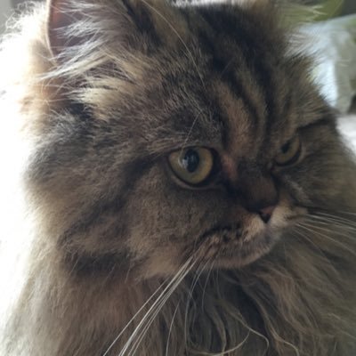 tlapierre12's profile picture. 