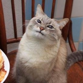 halbaronomas's profile picture. 