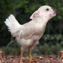 空想動物画像 Takeyama7781 Twitter 空想動物画像 Takeyama7781 Twitter