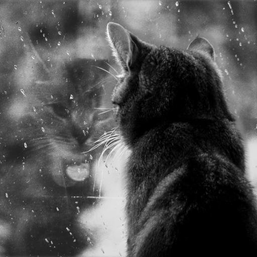 EnthralledBlog's profile picture. Enthralled is a spoiler free blog offering reviews for young adult and adult fantasy books I’ve read. Most have a strong focus on romance. Admin: @StephyKira