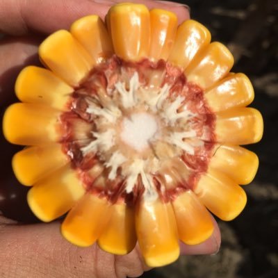 rachel_willis_'s profile picture. Technical Agronomist for Dekalb and Asgrow in Northern Illinois. Tweets are my own.