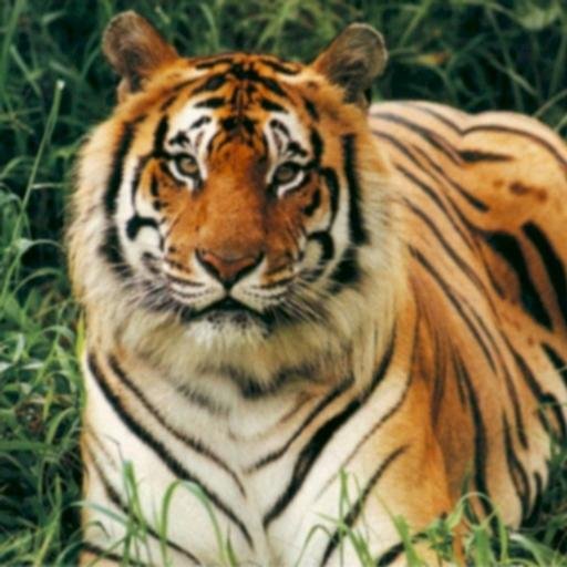 tigerblade316's profile picture. 