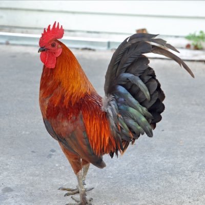 Rothers_lah's profile picture. 