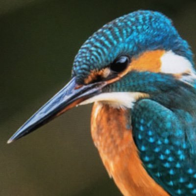 Tuitui00000's profile picture. 少しだけ、ぼっちがつぶやきます。色々なことを勉強中です！よろしくお願いします。