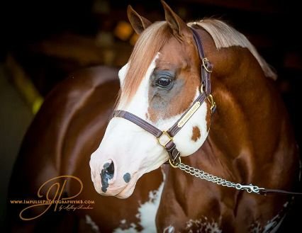 Impulse Photography by Mallory Beinborn is located in Lacrosse, WI but available for travel across the US. Specializing in equine and wedding photography