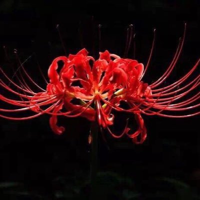 hehengchong's profile picture. 世间安得双全法，不负如来不负卿