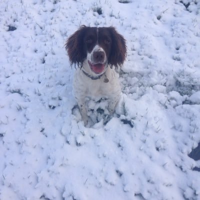 pawfectdoggies's profile picture. I offer a friendly reliable dog walking and home boarding service in and around leek Staffordshire.