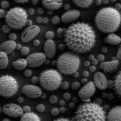 allerg_research's profile picture. Lab Head | PI | Editor
~๐ฌAllergy Research~