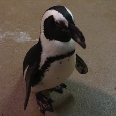 pandicorn1246's profile picture. 