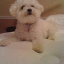 Susan Mosca - @gerismom - Twitter