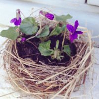 Violettes (@cledeux3cinq) 's Twitter Profile