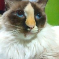ADOPCIÓN RESPONSABLE (@helpcatsdog) 's Twitter Profile