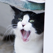 ginger_027's profile picture. 誰かが来日した時つぶやきます
Motley Crue, Gun 'n Roses