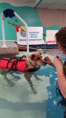 We are devoted to helping guardians facilitate the wellness of their dogs with an indoor warm water pool, massage, strength training, chiropractic, laser & more