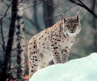 GregFoust61's profile picture. Love the outdoors, classic rock n roll, a good book, action movies, houseplants. Wouldn't mind a little female companionship. More bio and pic on FB.