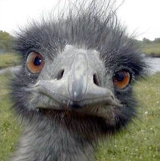 beuz's profile picture. L'assurance c'est mon dada