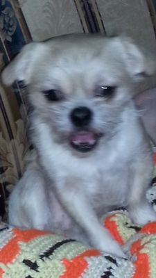 FOLLOW FOR FOLLOW? My REAL name is Unk. My human is @LambskinJimmie and I'm here to entertain his female followers if you know what I mean ladies ;)