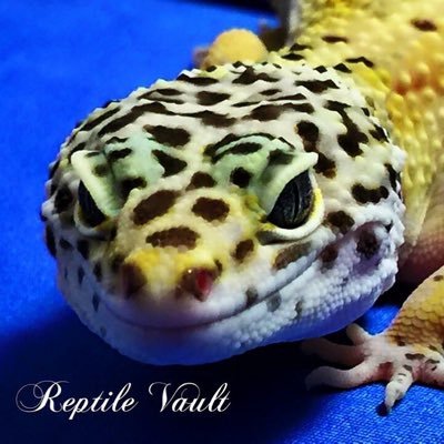 @reptile_vault