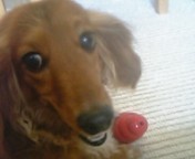 k_savian's profile picture. 地震で飛び起きました。
名前を北原野ガモに変えようと思ってます。