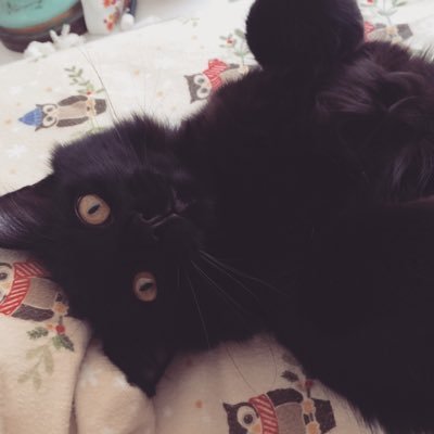 erika_lorenz3's profile picture. 