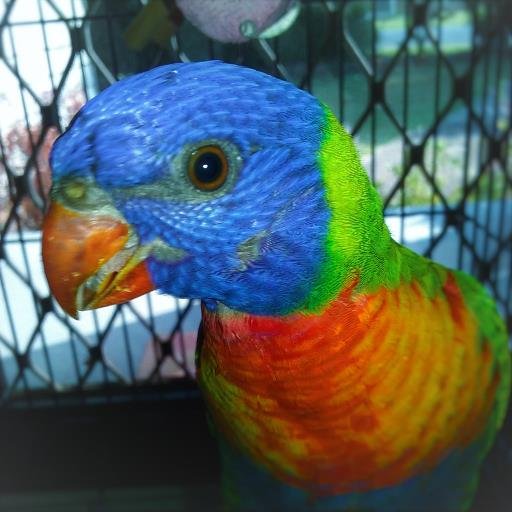 Hello, my name is Blue! I am Australian Rainbow Lorikeet! Follow me to stay updated with my adventures through life!