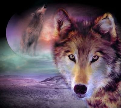 shield61's profile picture. 