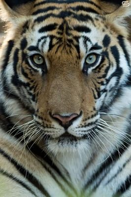 teguhwinata93's profile picture. 