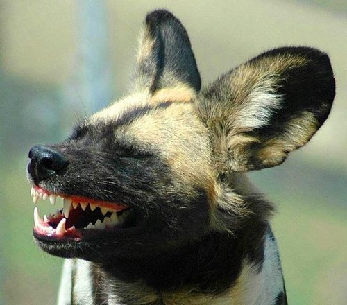 EvilMarmozetka's profile picture. 