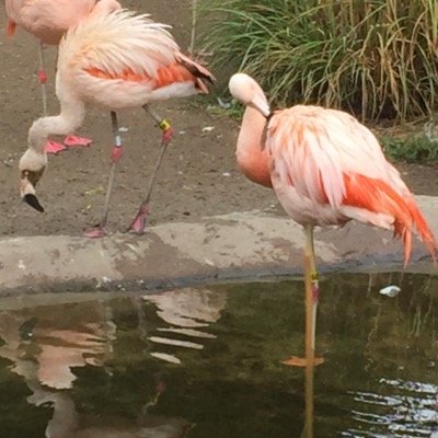 CantonUIL's profile picture. 