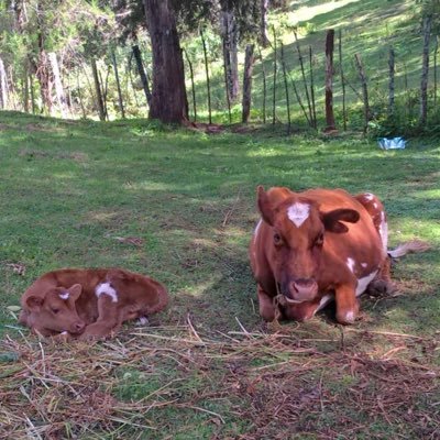 Jabali Multi-Purpose farm - a mixed farming family practice in Uasin Gishu. We specialize in bamboo, bees & dairy farming. For inquiries: call/txt 0722-680443