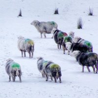 Herdwick Sheep (@herdwicksheep) 's Twitter Profile