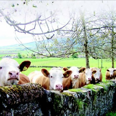 Sheep and Beef farmer.