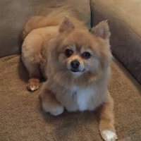 Lexiethepom went OTRB 11/23/23 (@lexiedew) 's Twitter Profile