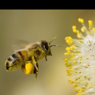 TFScsc's profile picture. Dedicated to helping patients and providers rule in or rule out allergic etiology, find solutions and get on with living!! Love God, family, and country.