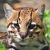 il Gatto Pardo (@ilgatt0pardo) Twitter profile photo il Gatto Pardo (@ilgatt0pardo) Twitter profile photo