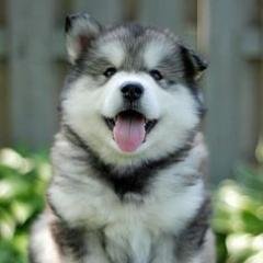 ZekGubi's profile picture. 