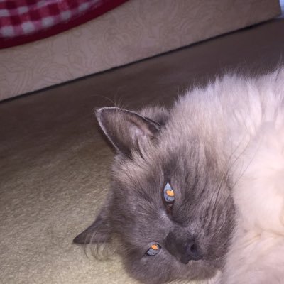 Nadia_Chowdry's profile picture. 