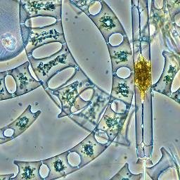 Rynearson Lab Profile