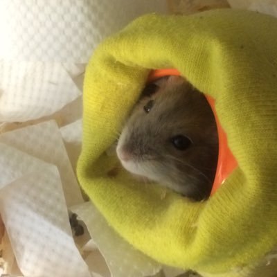 p95103516's profile picture. Use these tools to draw:✍🏻 Clip Studio Paint or Photoshop