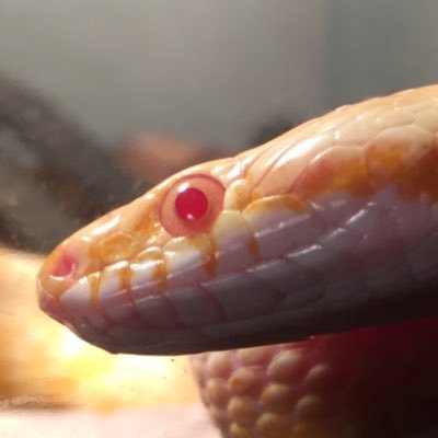 The_Mister_G's profile picture. I like to draw, beatbox, and sing. I'm here to share the love. I'm That_Mister_G on instagram