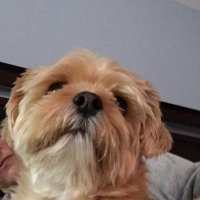 Maria Lawrence (@mlaw66) 's Twitter Profile