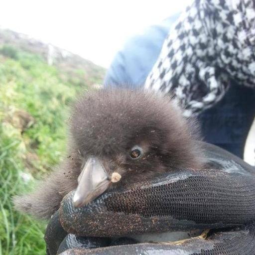 LaurasWildLife's profile picture. Your friendly neighbourhood biologist, tweeting about species + spaces. Work @environmentca, Past Pres @Nature_NL, @WPCWild911 New Noah alum