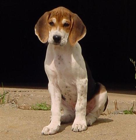 foxhound89's profile picture. Dog Trainer from The Rock